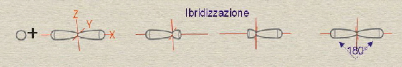 ibrido sp