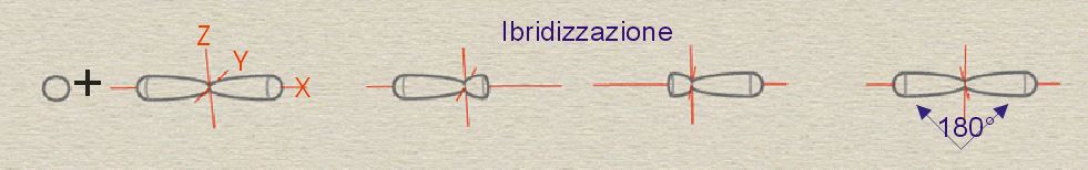 ibrido sp